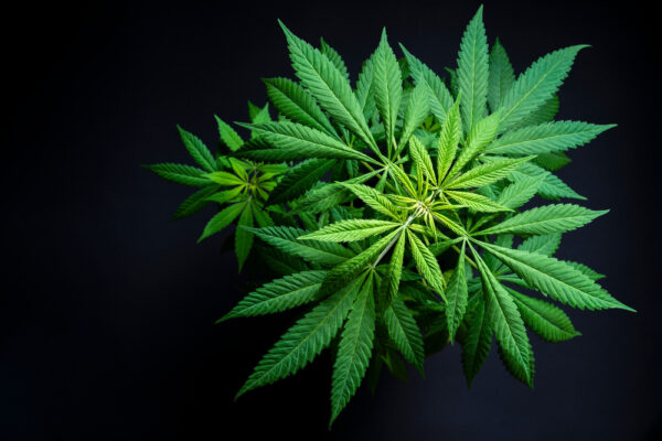 Cannabis und Krebs: Wie die Pflanze Hoffnung bringt