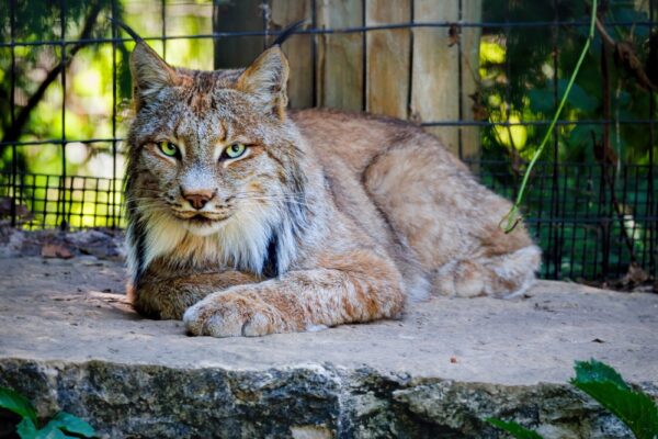 Tierpark Schwarzach: Ein Besuch im beliebten Zoo