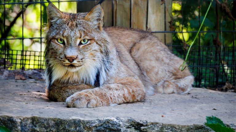 Tierpark Schwarzach: Ein Besuch im beliebten Zoo